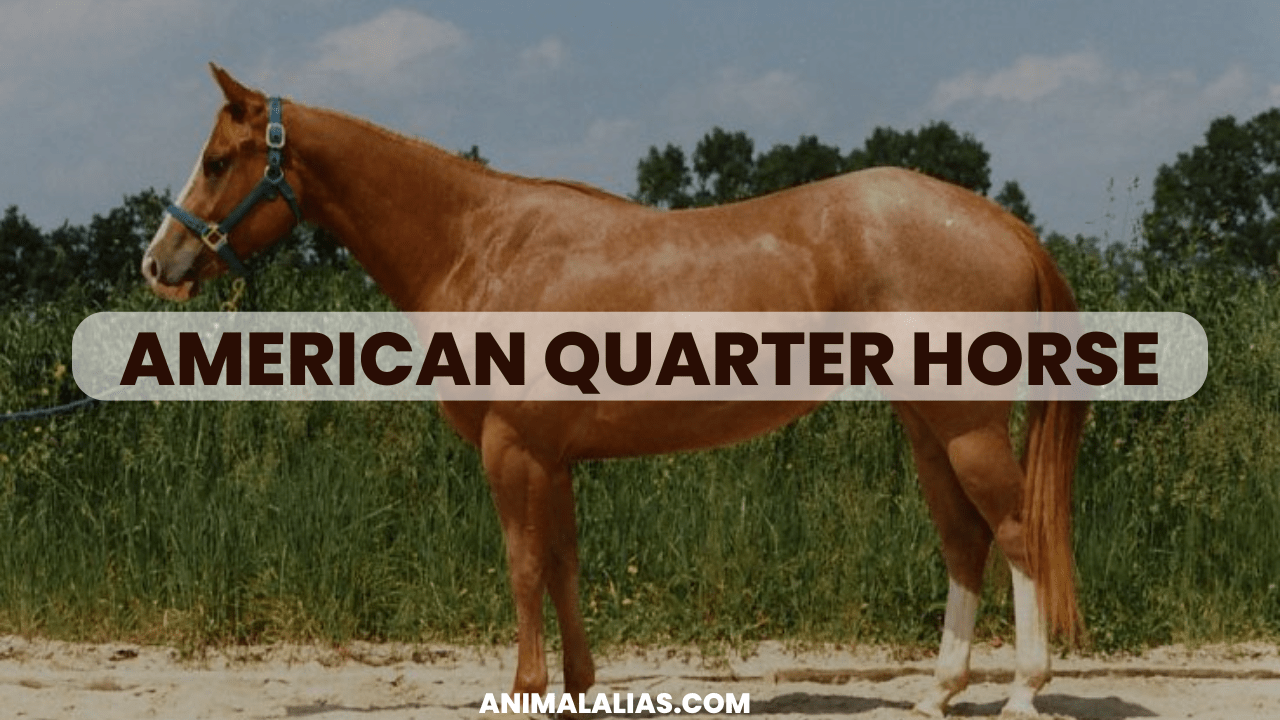 American Quarter Horse