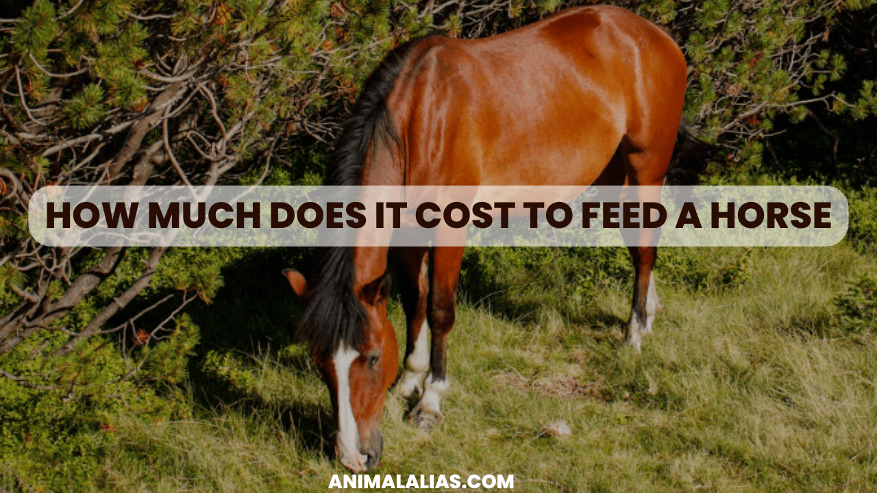 How Much Does It Cost to Feed a Horse