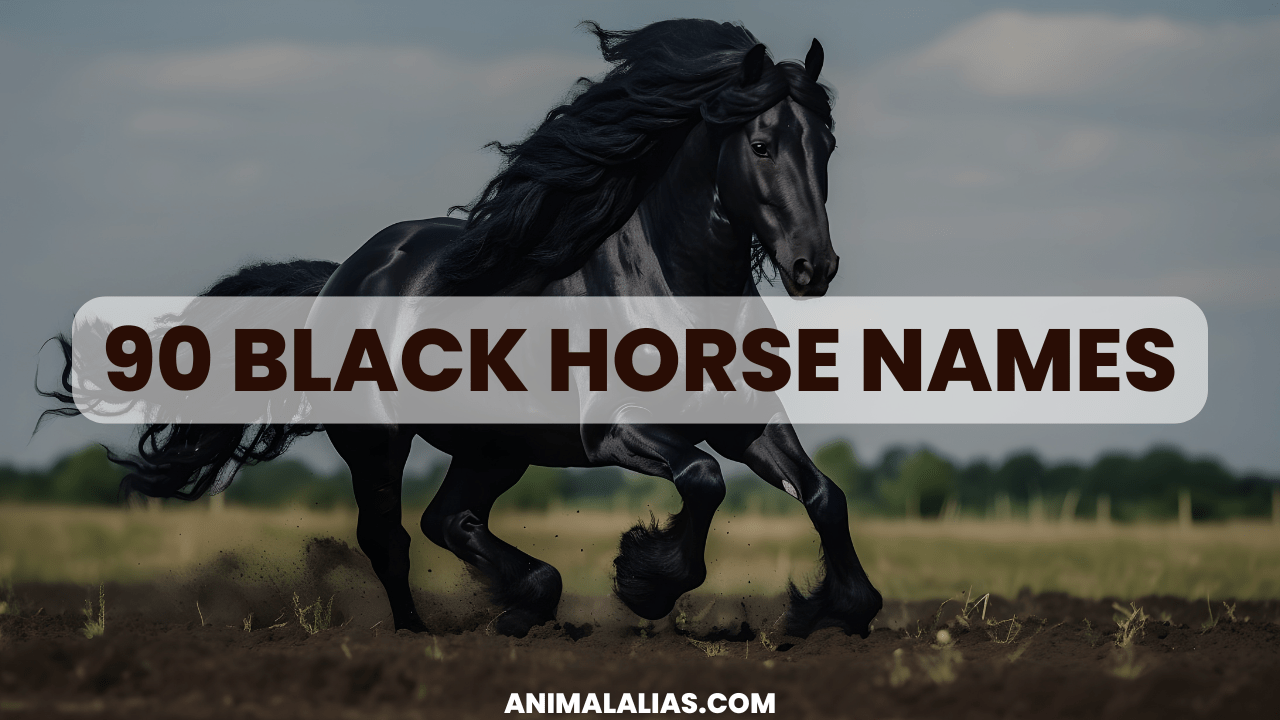 Black Horse Names