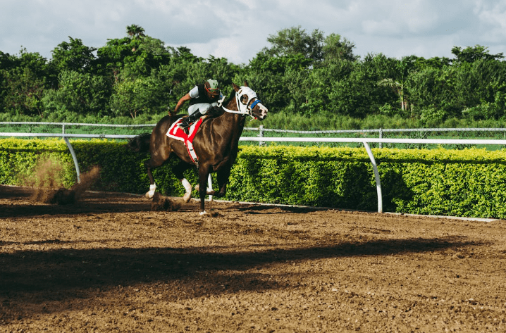 Belgian horse in a pulling competition