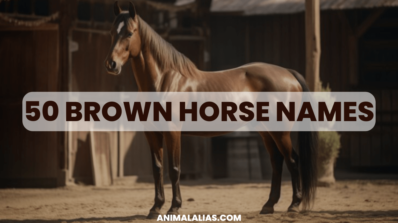 Brown Horse Names