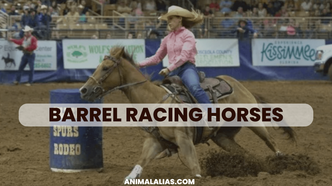 Barrel Racing Horses