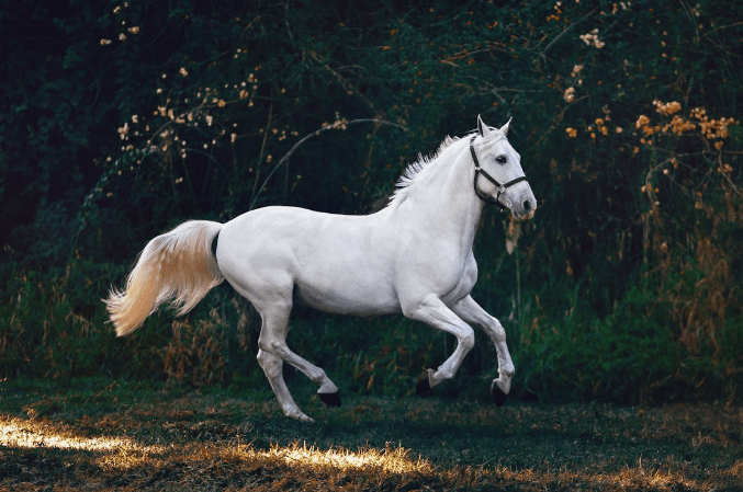 How Do You Measure a Horse's Height?
