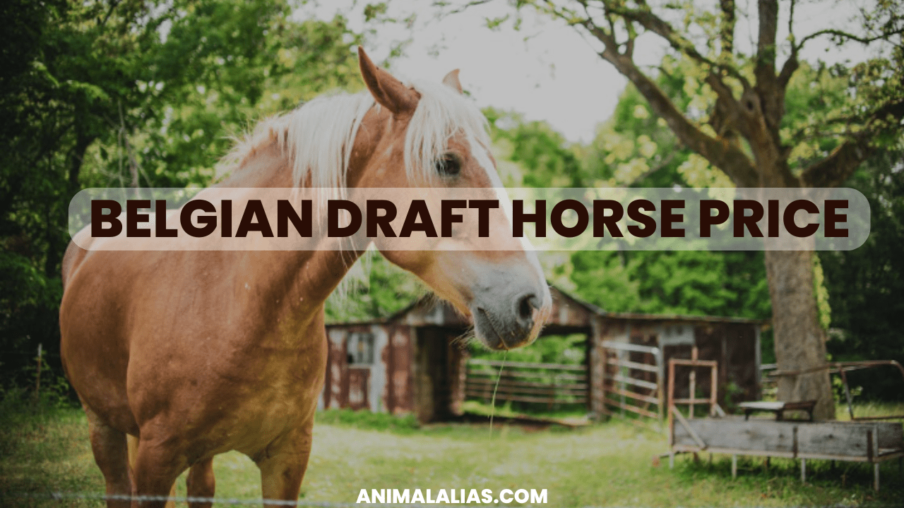 Belgian Draft Horse Price