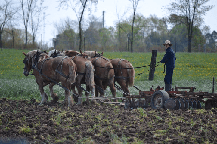  Belgian horse plowing a field