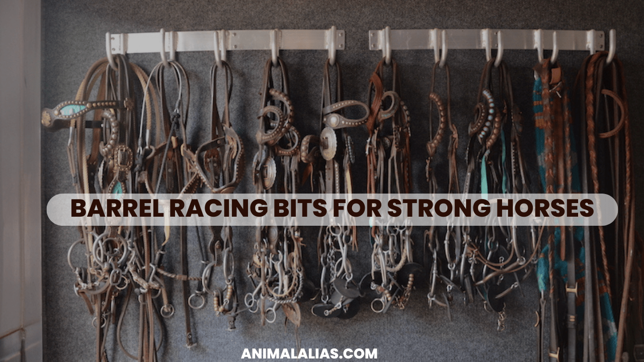 Barrel Racing Bits for Strong Horses