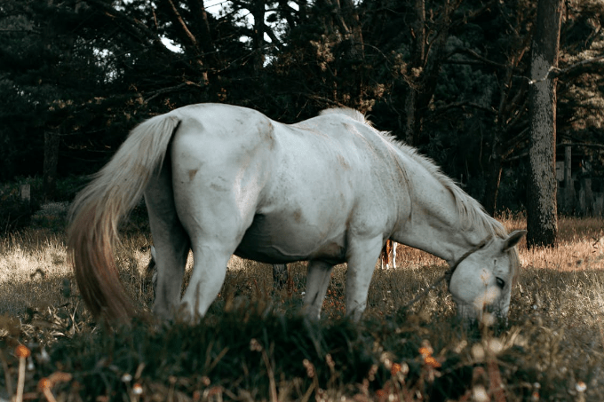 Average Cost to Feed a Horse