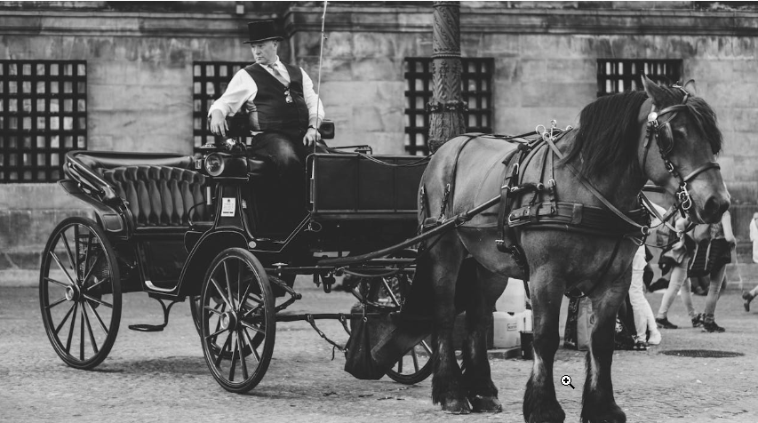 Belgian horse pulling a wagon