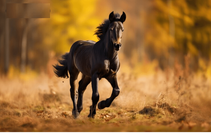 Dark Brown Horse Names