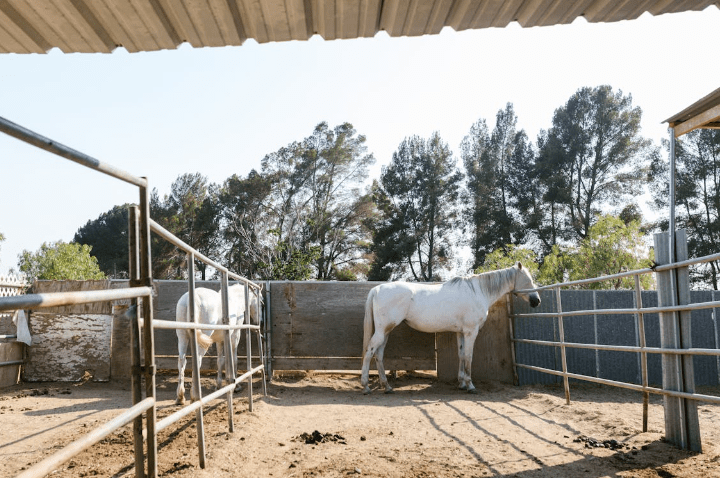 Tips for white horse names