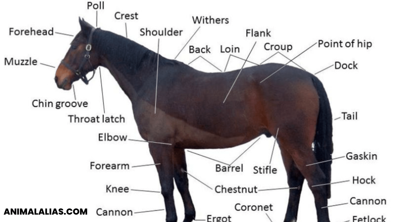 All About Horses