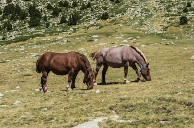 Money Saving Tips on Horse Feed