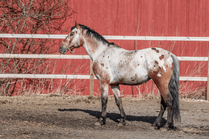 Appaloosa