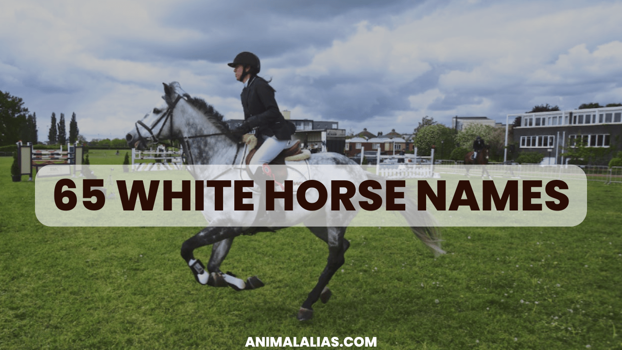 White Horse Names