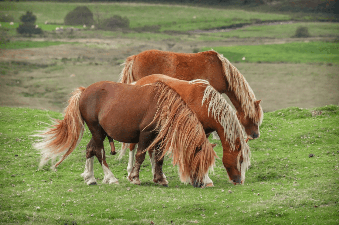 Maine Horse and Rider