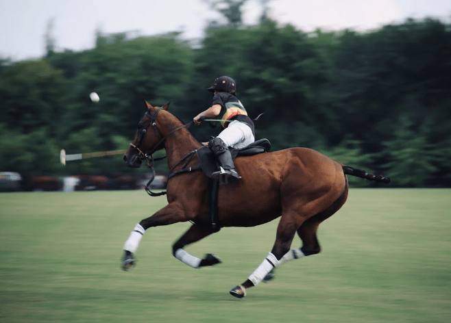 Belgian horse in a therapeutic riding program.