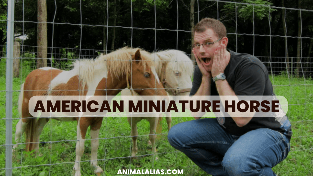 American Miniature Horse