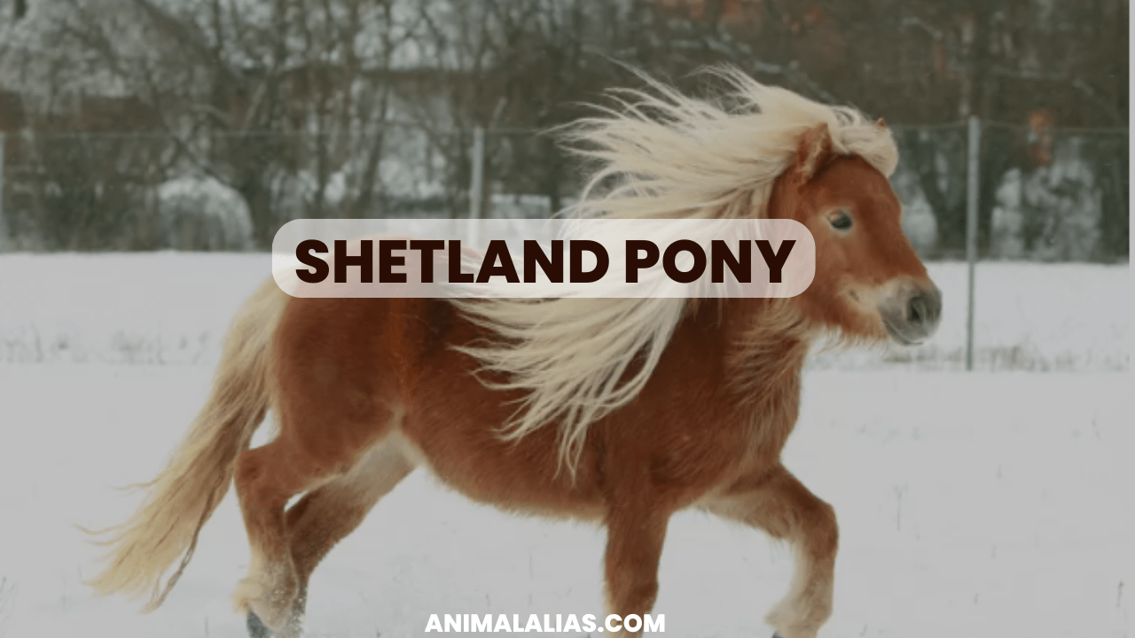 Shetland Pony