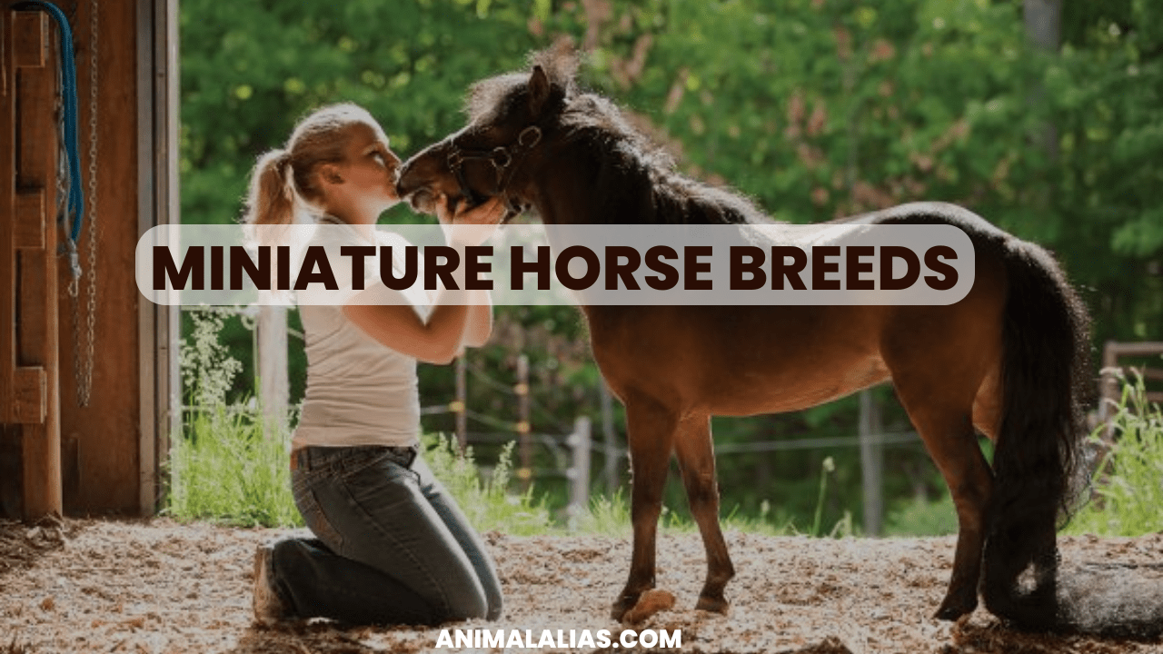 miniature Horse breeds