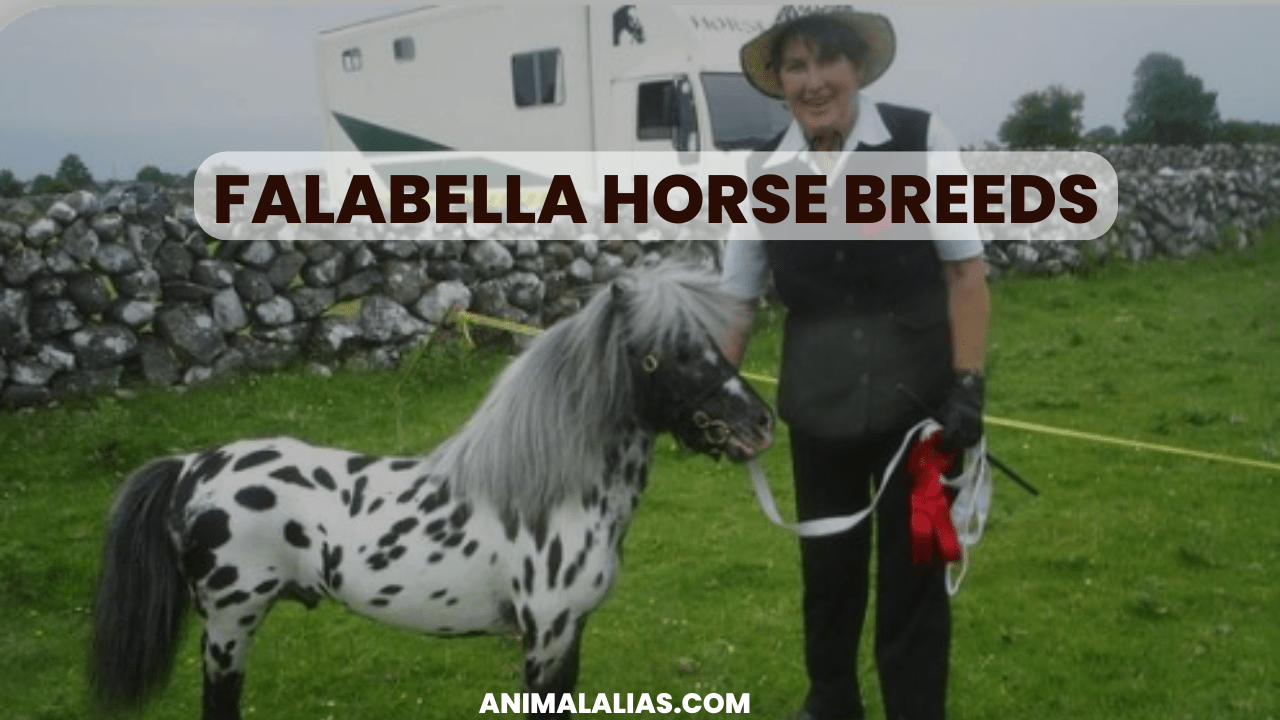 Falabella