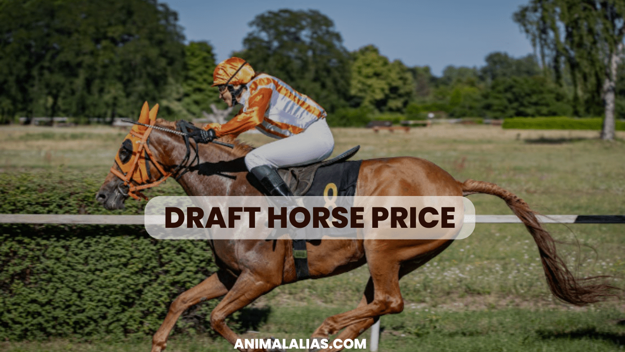 Draft Horse Price