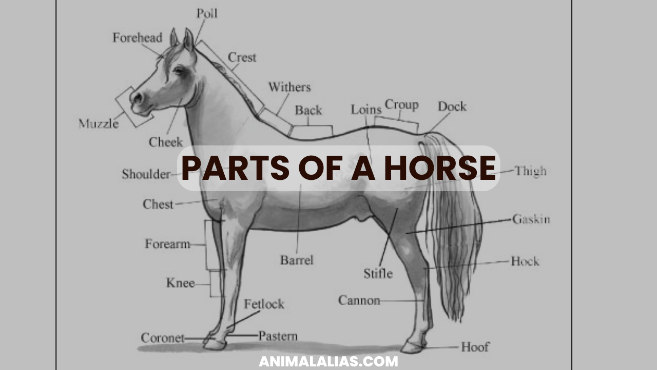 parts of a horse