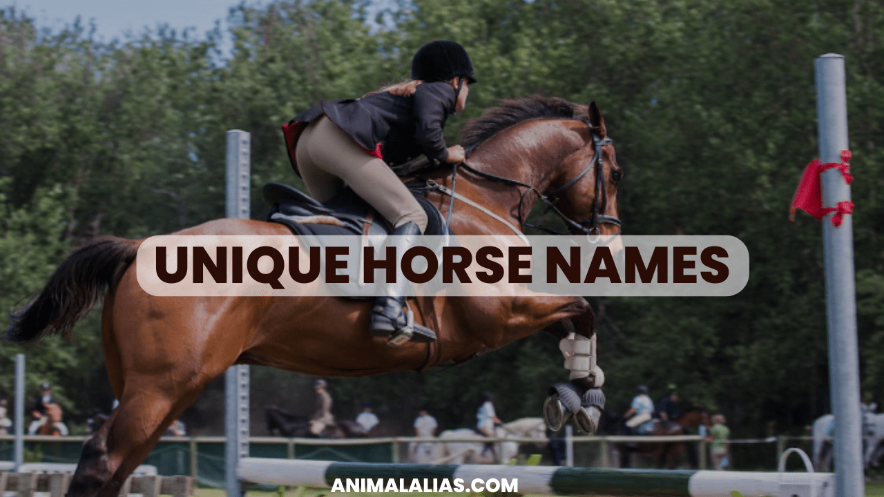 Unique Horse Names