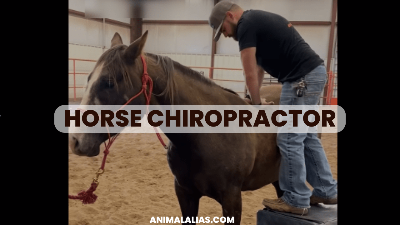 Horse Chiropractor