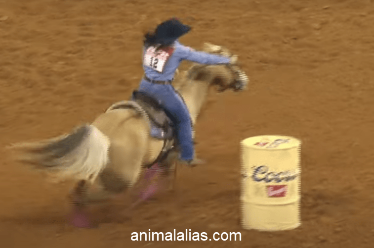 Barrel Racing Results
