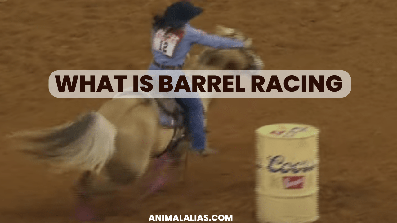 What is barrel racing