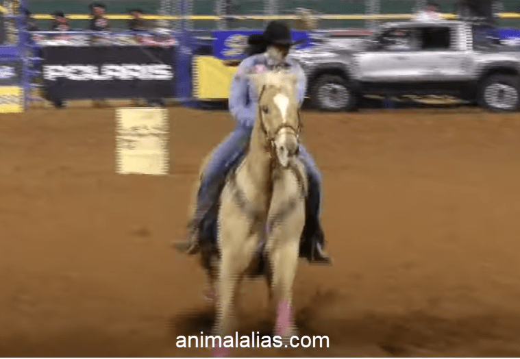 History of Barrel Racing