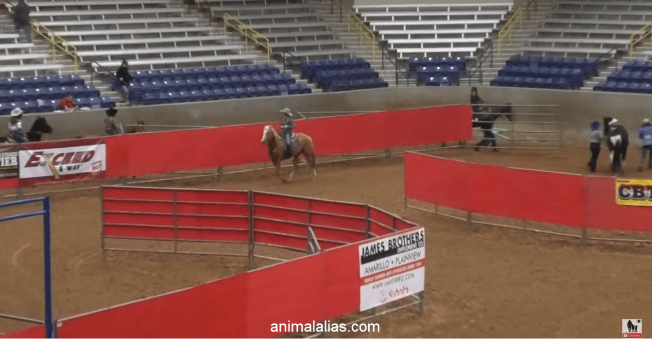 What to Expect During a Barrel Racing Event