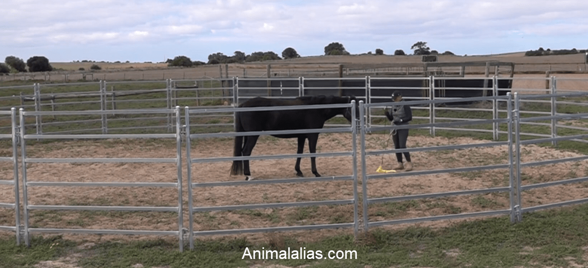 Horse Training