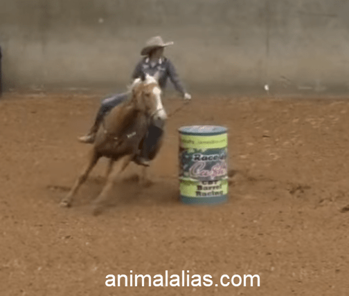 What is the Fastest Barrel Racing Time?