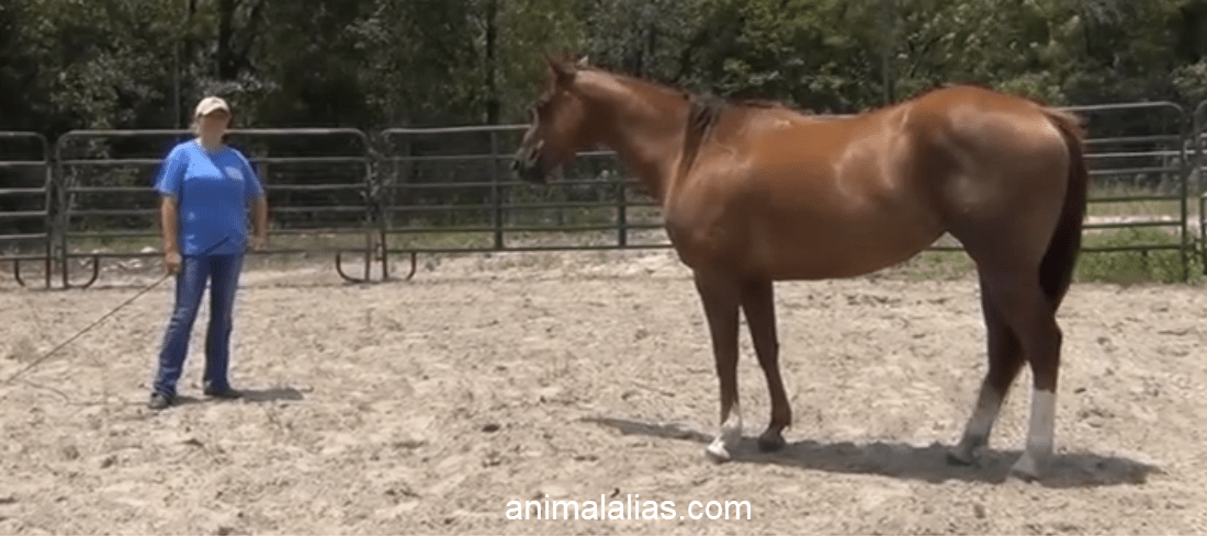 Makeup of a Barrel Racing Horse
