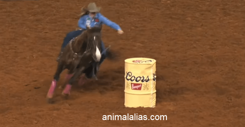 What is Barrel Racing?