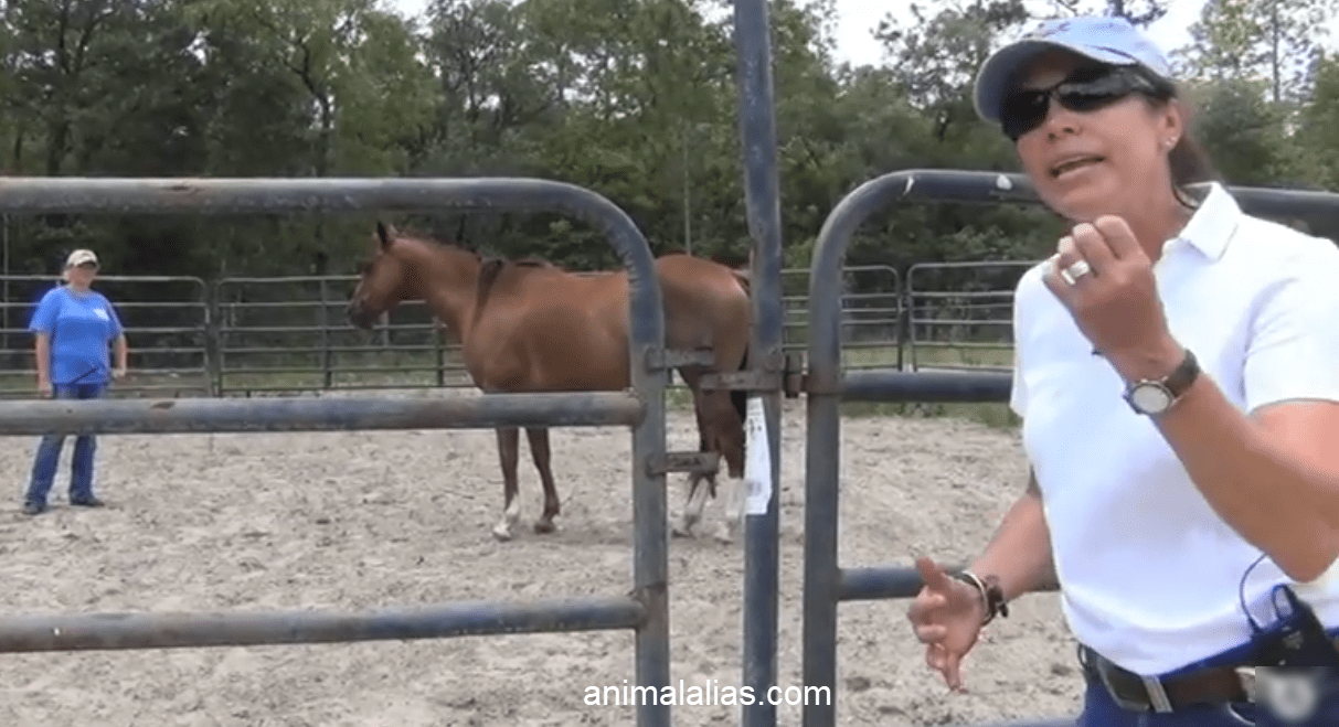 Training for Barrel Racing
