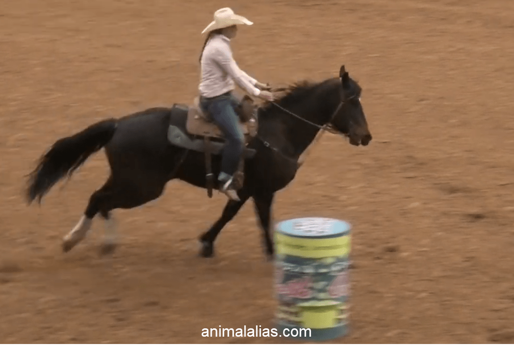 Barrel Racer Girl