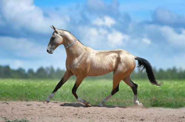 Breeding and Traditions Surrounding the Akhal Teke Horse