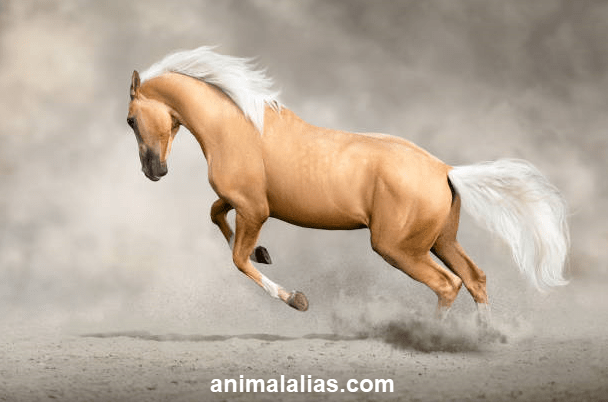 Akhal Teke Horse