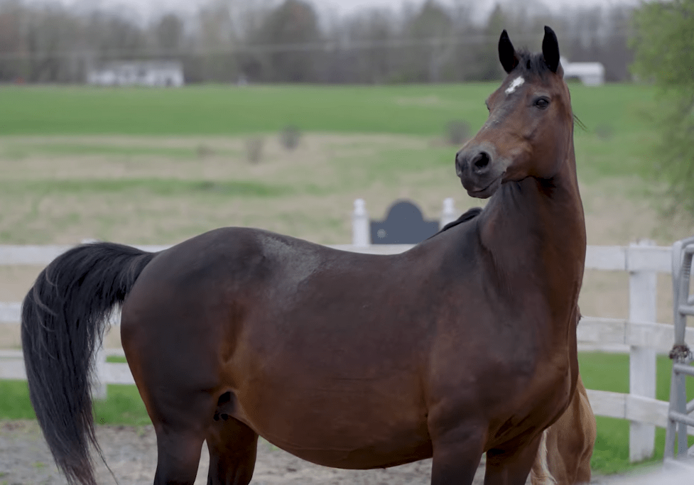 Morgan Horse