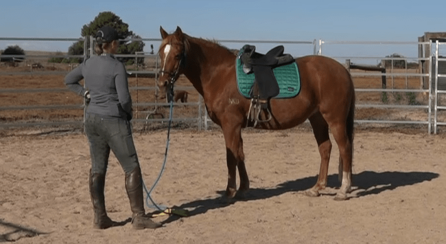 Understanding the Basics of Horse Training
