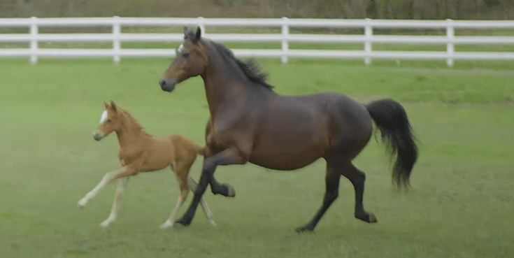 What is a Morgan Horse?