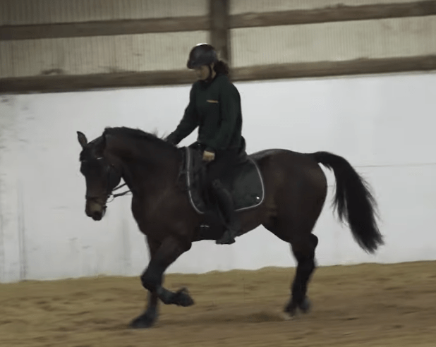 Lifespan and Health of the Morgan Horse