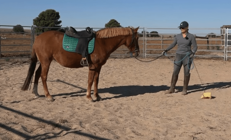 How to train a horse